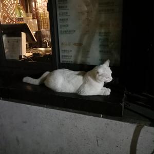 捷克天体主义AⅤ
