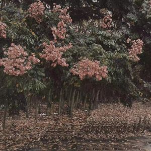 王者荣耀最色情的斗音
