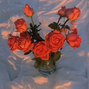 西村妮娜最经典十部电影有哪些
